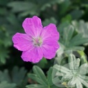 Geranium sang. 'Max Frei'