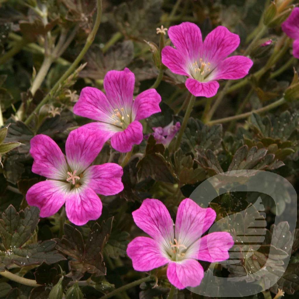 Geranium 'Orkney Cherry'®