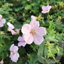 Geranium 'Pink Pouffe'®