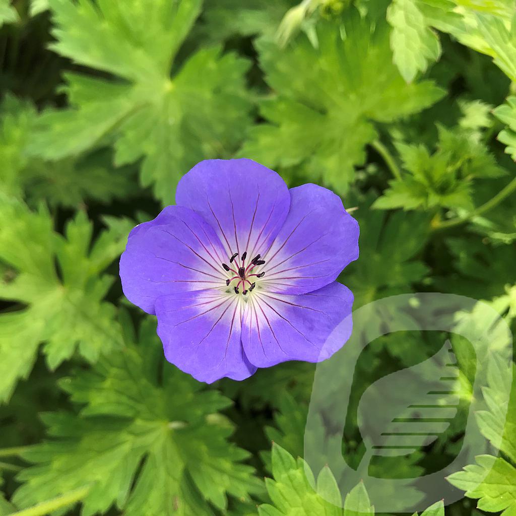 Geranium 'Rozanne'®