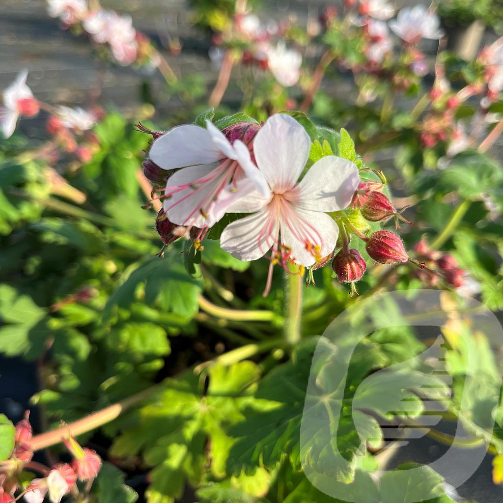Geranium macr. 'Spessart'