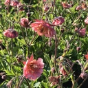 Geum rivale 'Bell Bank'