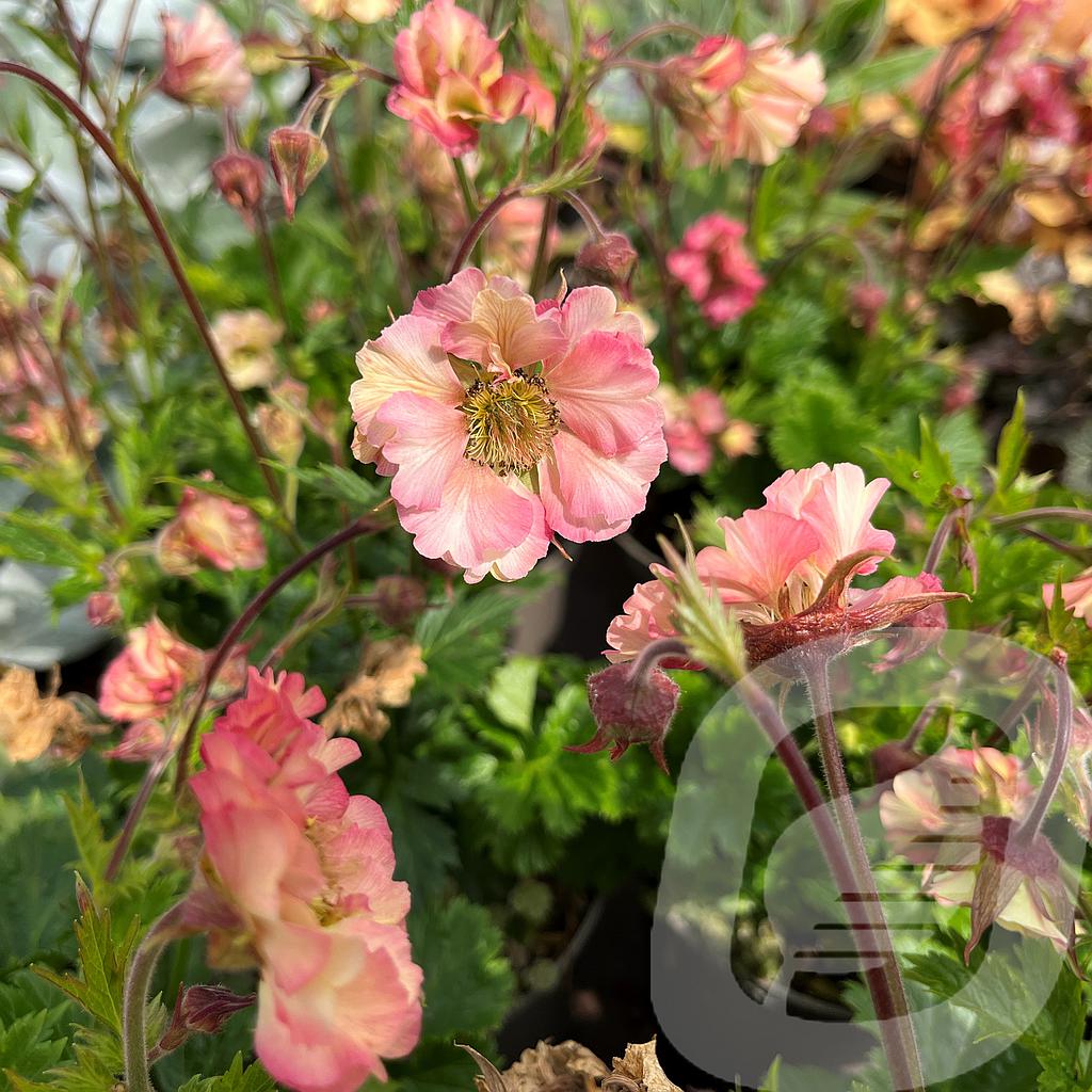 Geum 'Pretticoats Peach'®