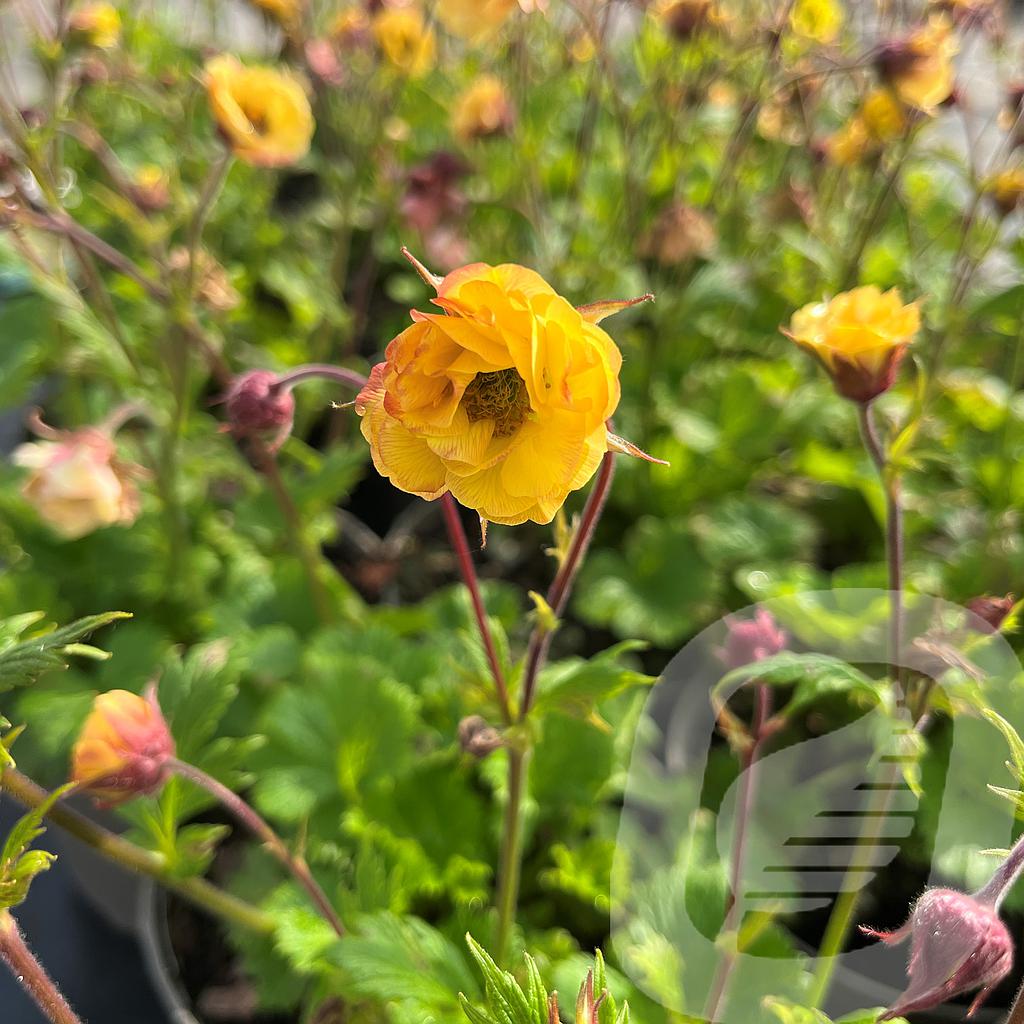 [GEUTYELL-C2] Geum 'Tempo™ Yellow'®