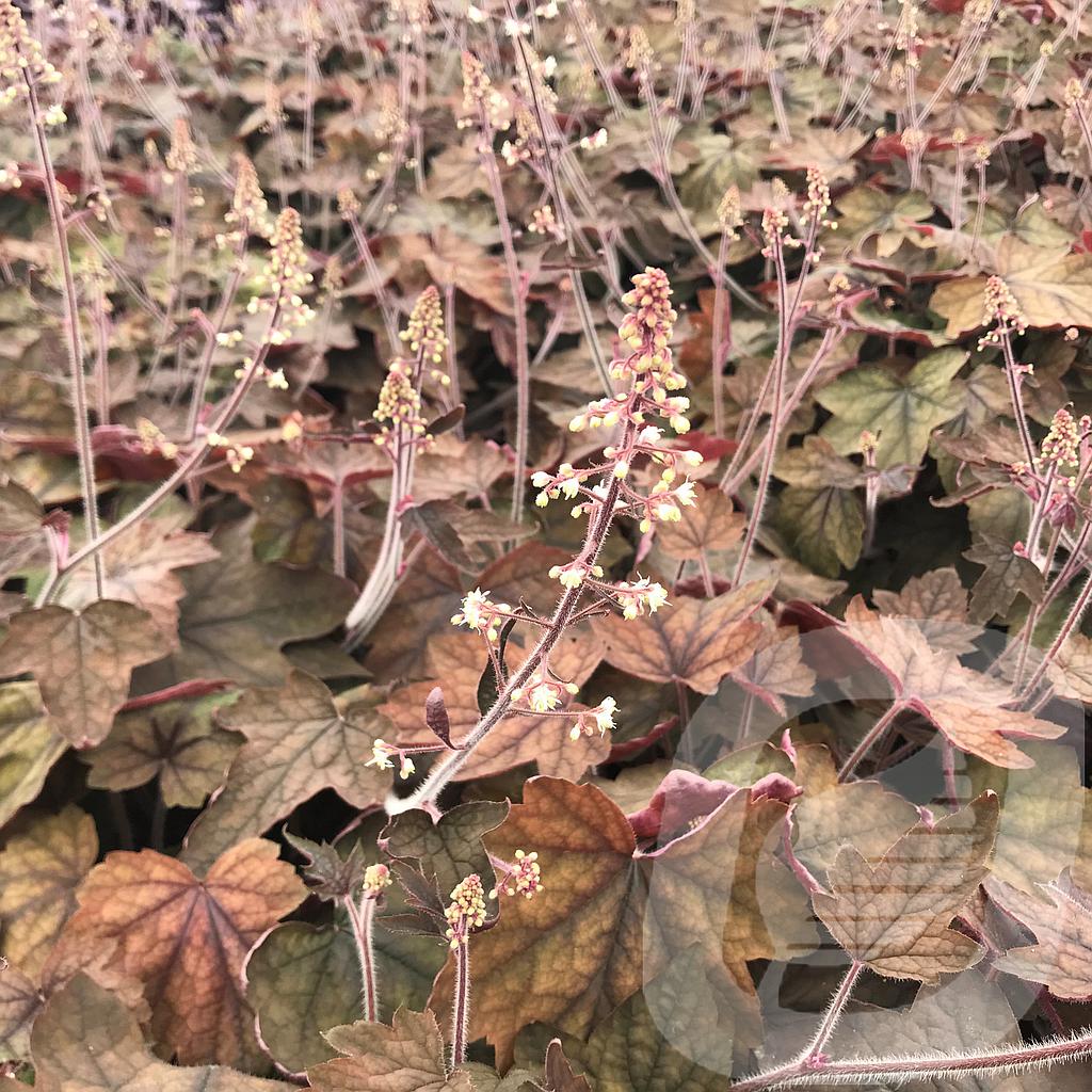 Heucherella 'Art Deco'®