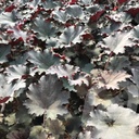 Heuchera 'Binoche'®