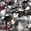 Heuchera 'Black Pearl'®