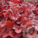 Heuchera 'Cherry Cola'®