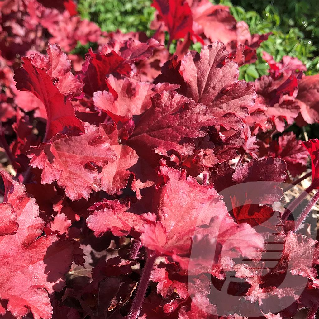 Heuchera 'Cranberry'®