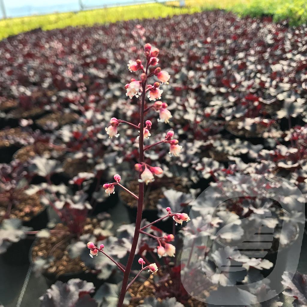 Heuchera 'Crazy Rasta'®