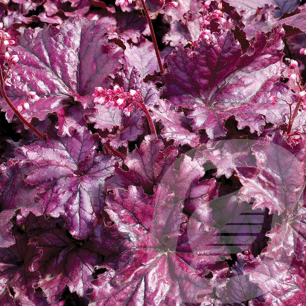 Heuchera 'Forever Purple'®