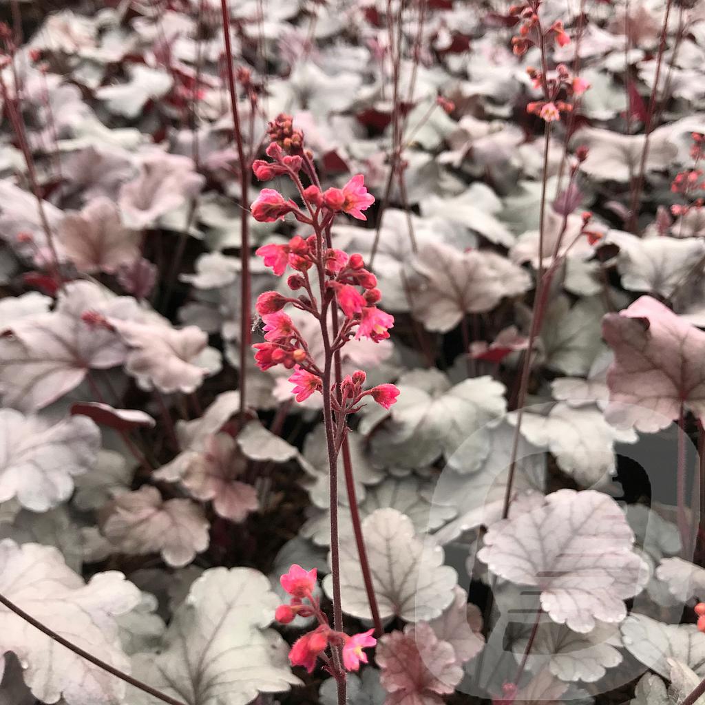 Heuchera 'Silver Gumdrop'®