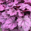 Heuchera 'Wild Rose'®