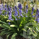 Hyacinthoides hisp. 'Dark Excelsior'