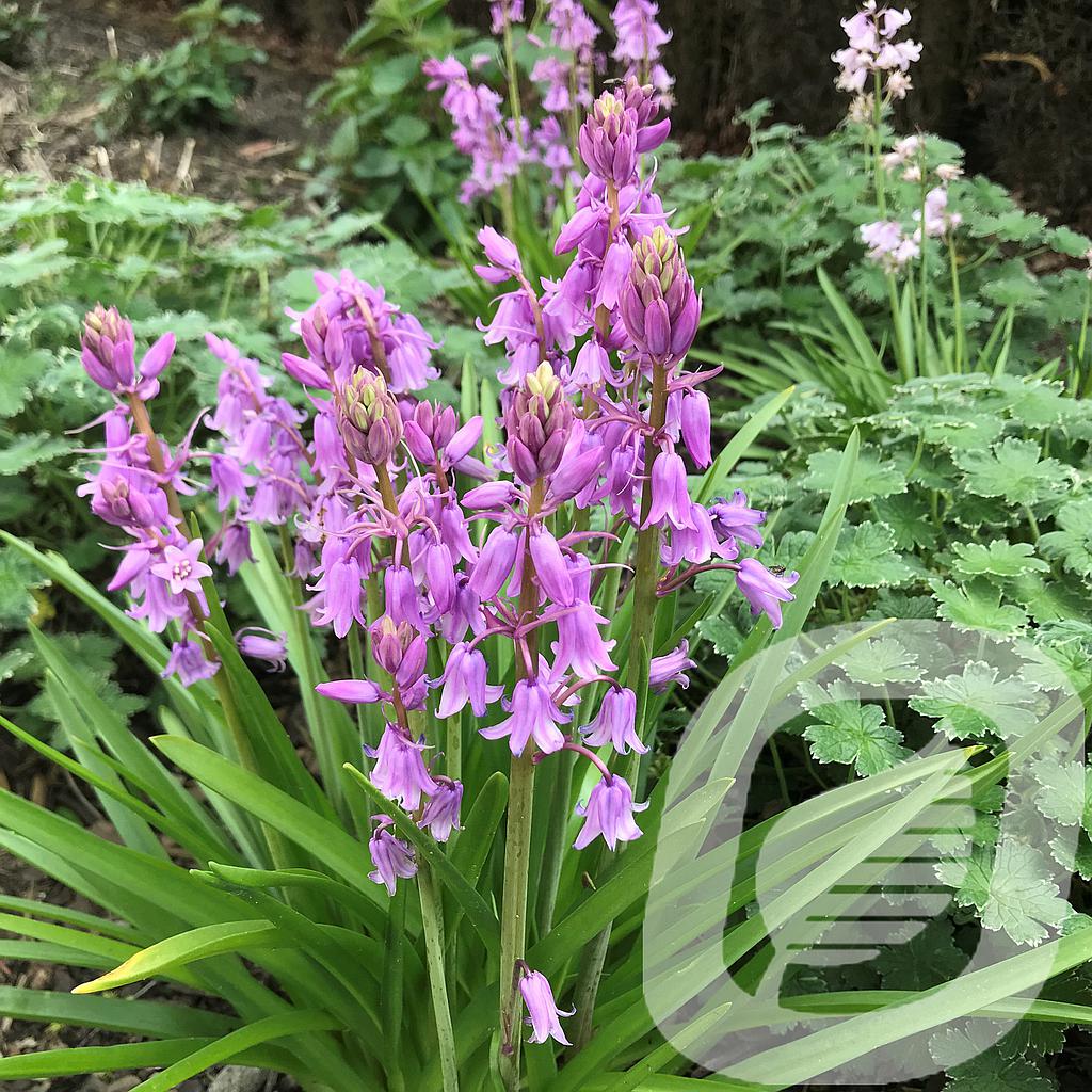 Hyacinthoides hispanica 'Dainty Maid'