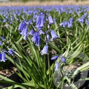 Hyacinthoides 'English Bluebells'