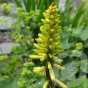 Kniphofia 'Lemon Popsicle'®