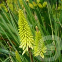 Kniphofia 'Pinapple Popsicle'®