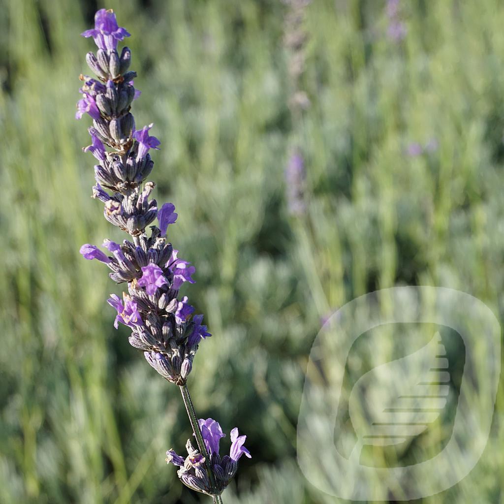 Lavandula int. 'Dutch'