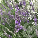 Lavandula int. 'Grosso'