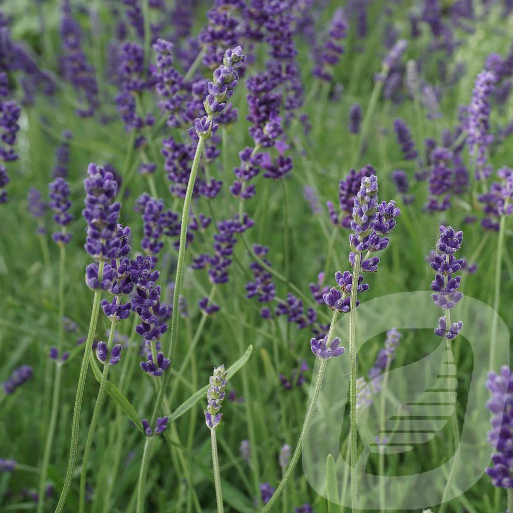 Lavandula ang. 'Hidcote'