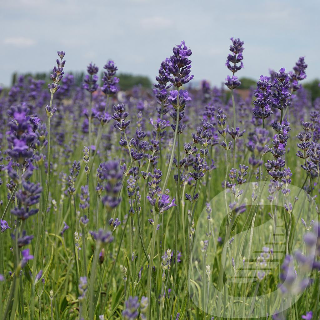 Lavandula ang. 'Munstead'