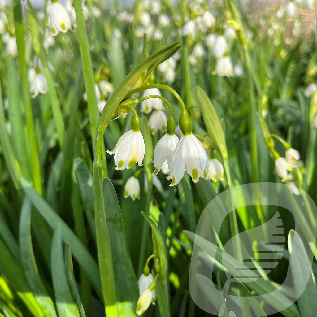 Leucojum aestivum 'Gravetye Giant'