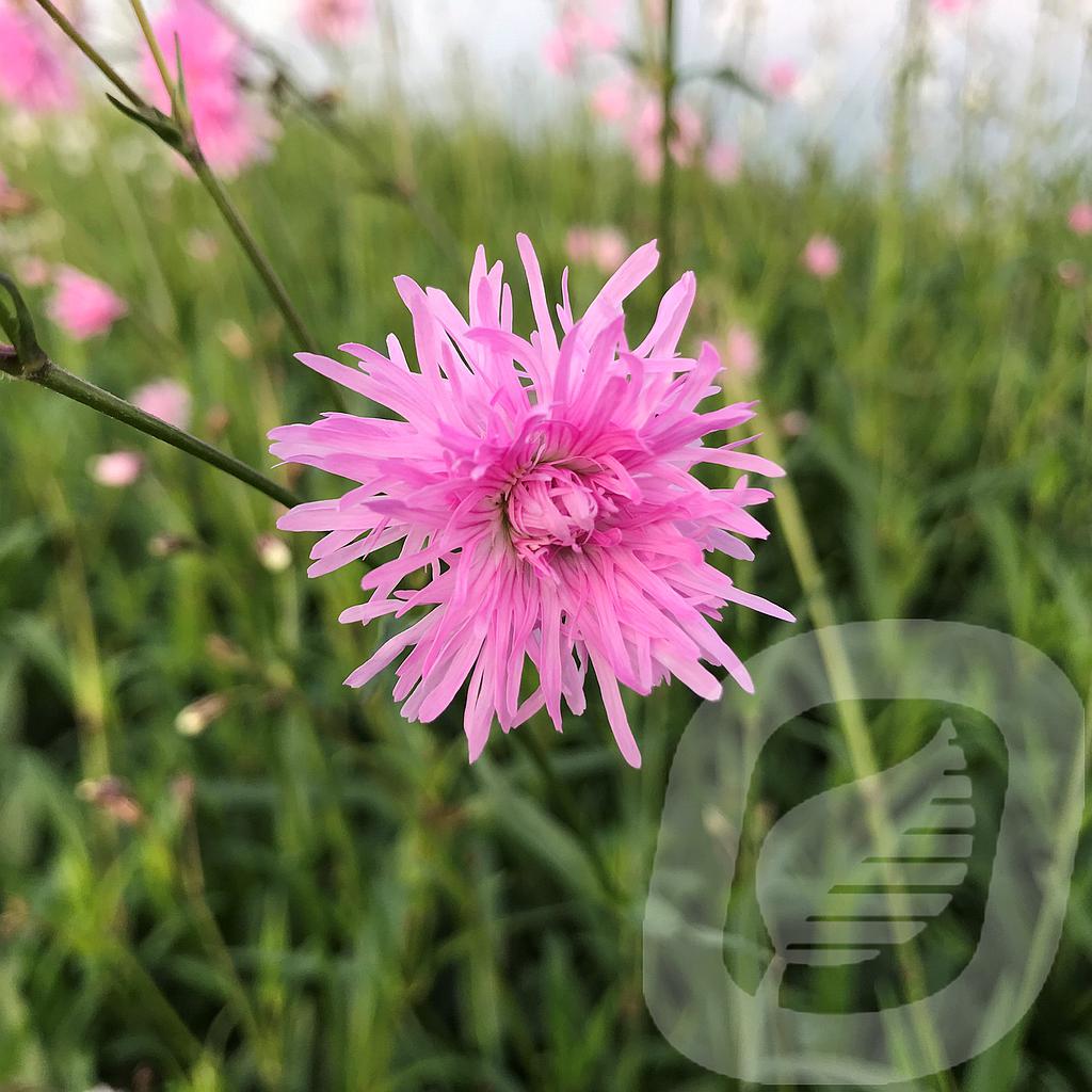 Lychnis 'Jenny'®