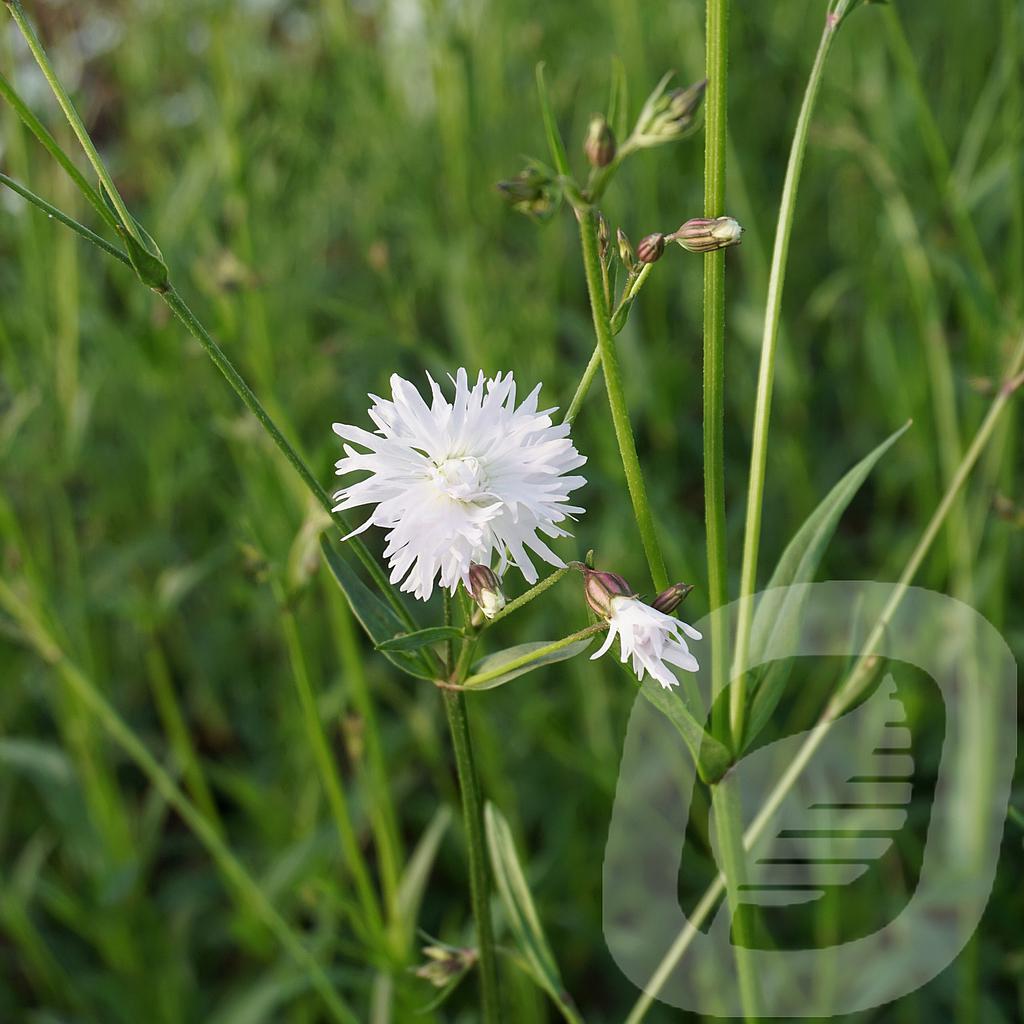 Lychnis 'Petit Henri'®