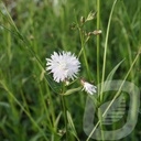 Lychnis 'Petit Henri'®