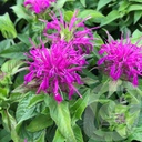 Monarda didyma 'Balmy Lilac'