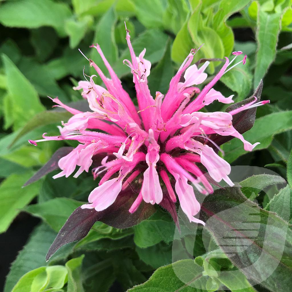 Monarda didyma 'Balmy Pink'