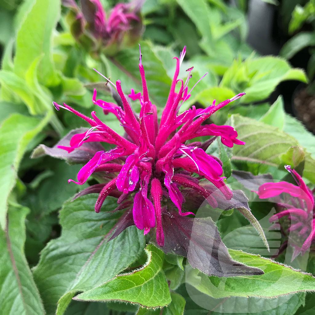 Monarda didyma 'Balmy Purple'