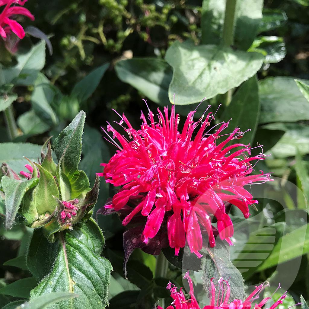 Monarda didyma 'Balmy Rose'