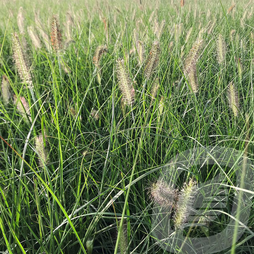 Pennisetum alopecuroides 'Hameln'