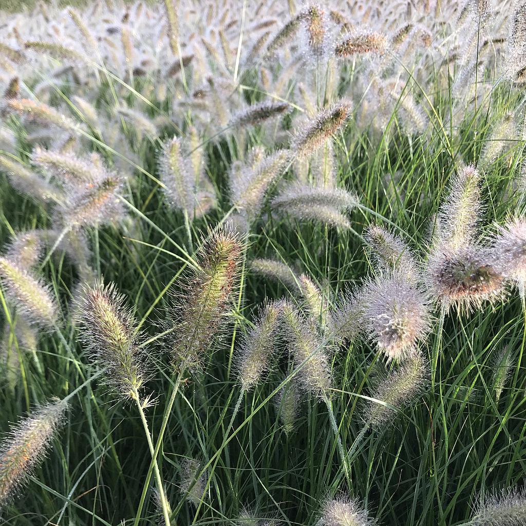 Pennisetum alopecuroides 'Hameln'