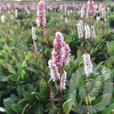 Persicaria affinis 'Darjeeling Red'