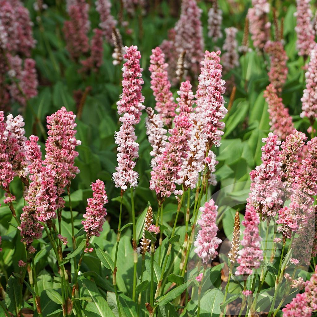 Persicaria affinis 'Kabouter'