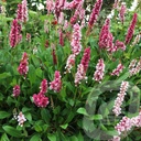 Persicaria affinis 'Superba'