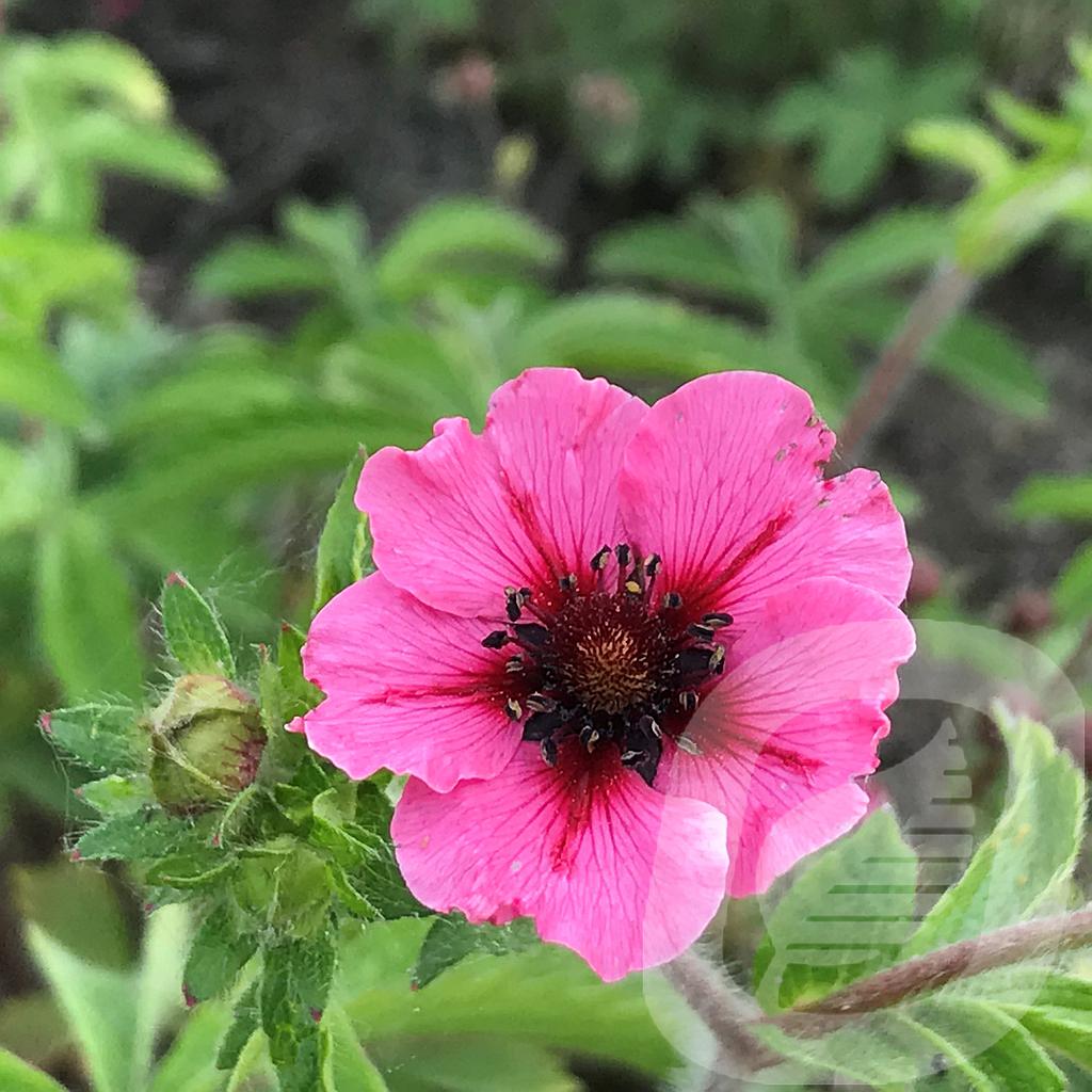 Potentilla nepalensis 'Miss Willmott'