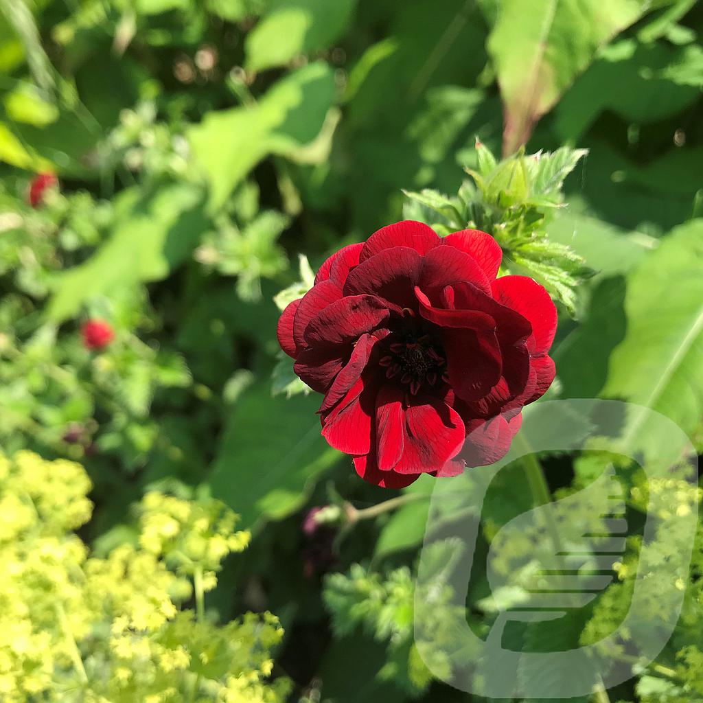 Potentilla hybr. 'Volcan'