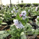 Pulmonaria 'Opal'®