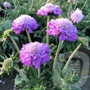 Scabiosa colum. 'Mariposa Blue'