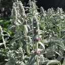 Stachys byzantina 'Silver Carpet'