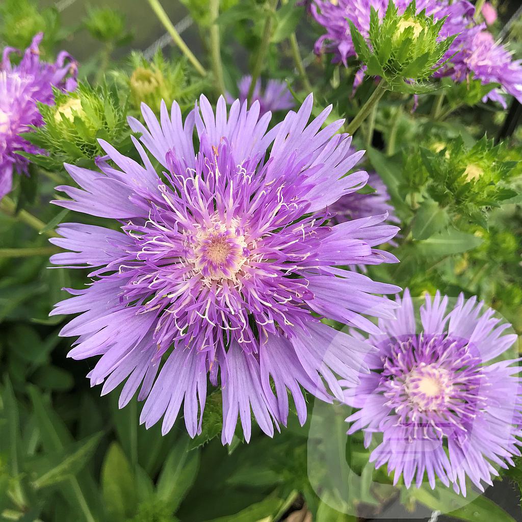 [STOMBLUE-C2] Stokesia 'Mel's Blue'®