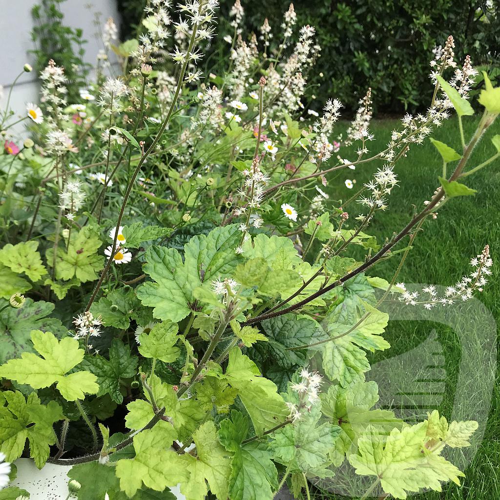 Tiarella 'Running Tiger'®