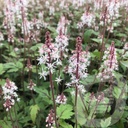 Tiarella 'Sugar & Spice'®