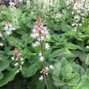 Tiarella 'Spring Symphony'®