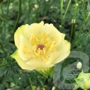 Trollius 'Cheddar'