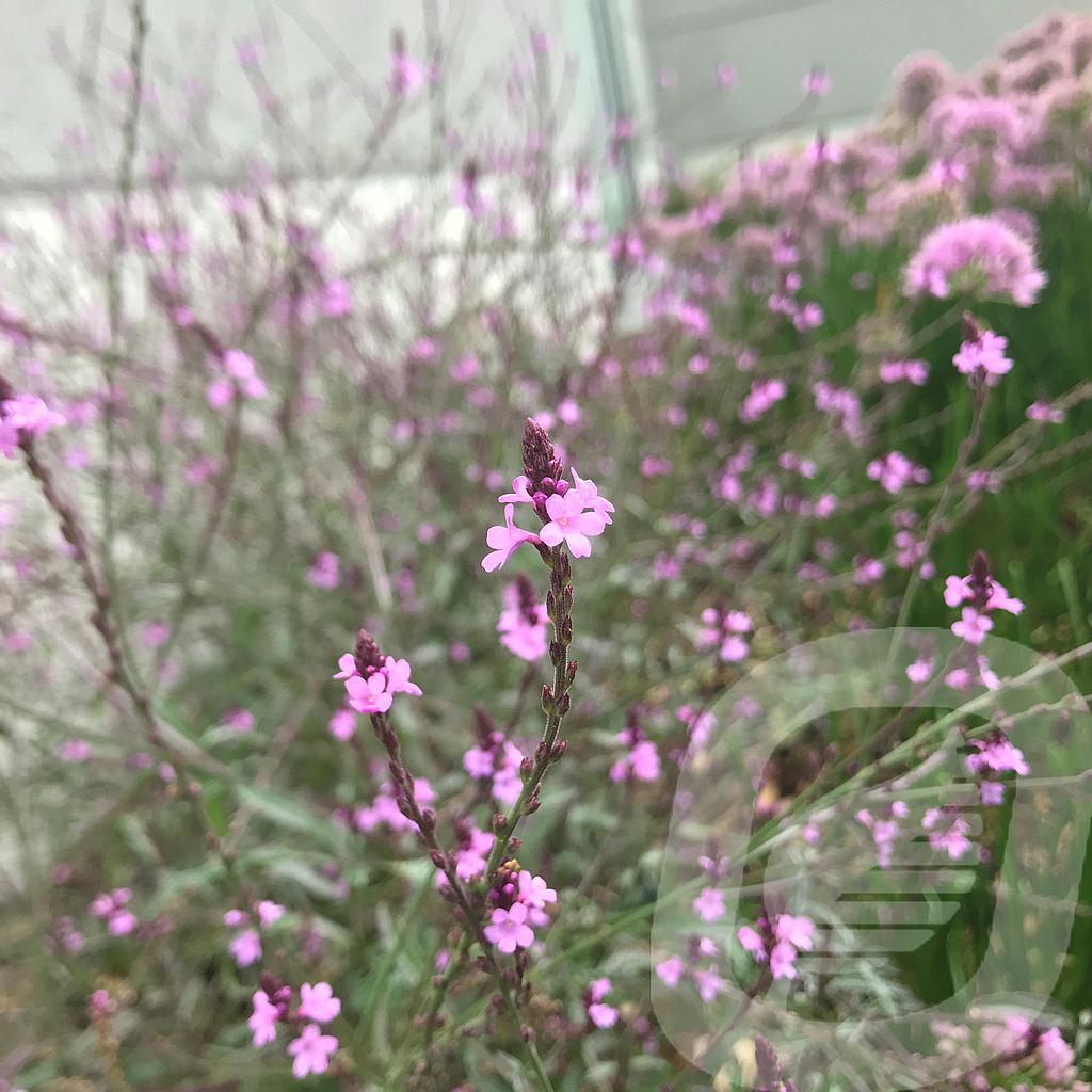 Verbena off. 'Bampton'